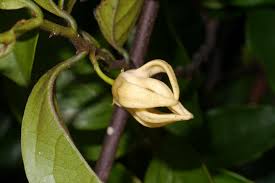 Image result for Artabotrys