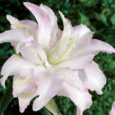 Flowers by lucy offer same day flower delivery personally throughout kilkenny and waterford. Lilium Miss Lucy Finegardening