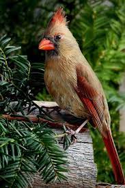 Female Cardinal Forest Va Animals Pet Birds Cardinal Birds