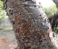 Image result for Brachystegia michelmorei