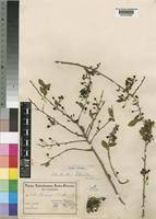 Image result for Cleistanthus schlechteri