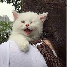 Cute Cats Of Instagram Cats Of Day Instagram Photos And Videos Cat Aesthetic Cute Animals Cute Cats
