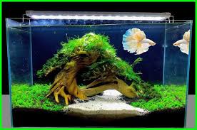 Tersedia produk aman dan mudah di denpasar, jaminan uang kembali 100% di bukalapak. 15 Aquarium Ikan Cupang Minimalis Paling Keren Daftarhewan Com