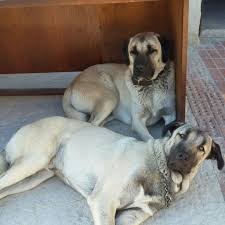 Kangals Kangal Dog Cute Cats And Dogs Anatolian Shepherd Dog