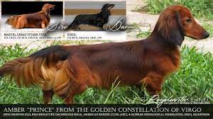 If you're looking to find a dachshund puppy breeder offering the finest of quality dachshund puppies for sale, you are visiting the right place. Welcome To Royalworth Kennel Royalworth Kennel