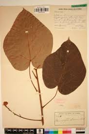 Image result for Manniophyton