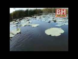 But without mayang own knowledge, she actually often assisted by spirits. Bhplus Ular Sebesar Tong Di Tasik Chini Youtube