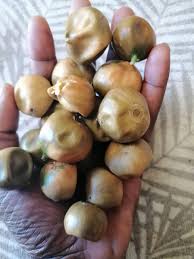 Image result for Afrostyrax lepidophyllus