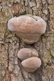 Image result for Phellinus igniarius