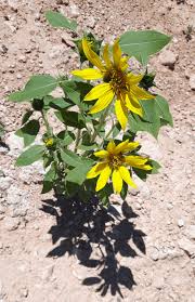 How to grow sunflowers from seed and how deep to plant sunflower seeds depends on your specific sunflower cultivar. 10 Amazing Tips On How To Keep Sunflowers Alive Gardening Tips And Tricks