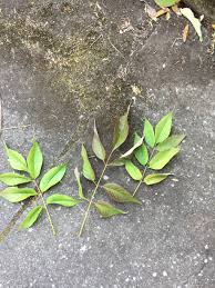 Used formerly for landscaping and also for baseball bats, furniture and firewood. Early Leaf Drop On Autumn Purple Ash Trees 721713 Ask Extension