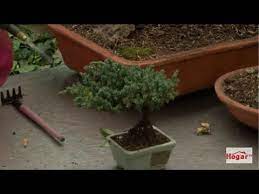 Check spelling or type a new query. Como Son Los Cuidados Para Los Bonsais Juniperos Y Caducifolio Hogar Tv Por Juan Gonzalo Angel Youtube
