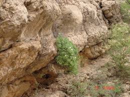 Image result for Capparis cartilaginea