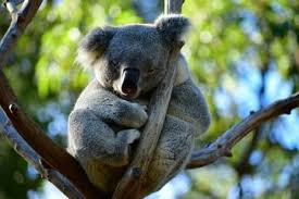 Flora dan fauna sama seperti anak anjing,. Koala Disebut Sebagai Koala Bears Dalam Bahasa Inggris Apakah Koala Termasuk Dalam Keluarga Beruang Semua Halaman Bobo
