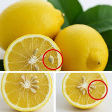 Don't throw away lemon seeds anymore: their surprising uses will amaze you!
