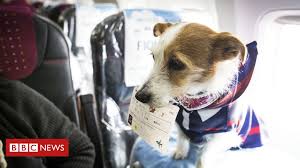 While other carriers are seeing an increase in pet transports, owners overall seem to feel more comfortable leaving their pets at home in 2018 as there was a decrease of. How Are Emotional Support Animals Allowed On Flights Bbc News