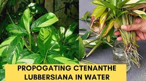 Image result for Ktenante Ctenanthe