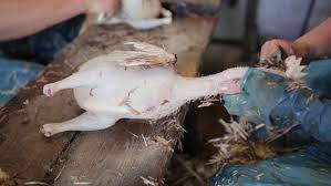 You could also use anything else thin and flexible. Chicken Plucking Prepare For Cooking Stock Footage Video 100 Royalty Free 26397272 Shutterstock