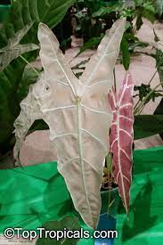 Plants dracaena masoniana (formerly sansevieria masoniana) variegata or variegated whalefin in handmade. Alocasia Sp Alocasia Taro Toptropicals Com