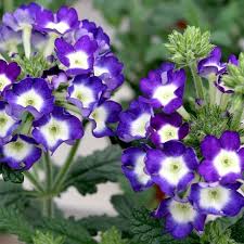 Verveine Hybride Verveine Des Jardins Verbena X Hybrida Serie Novalis Beautiful Flowers Flowers Plants