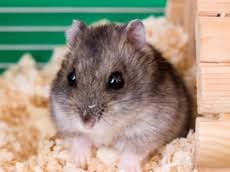 Скільки років доводиться жити джунгарським хом'якам?