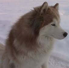 Long hair is not only a fault in a show dog siberian, it can be dangerous in a working siberian. Colors Of The Siberian Husky Wooly Coat Siberian Huskies