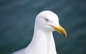 Albatros Kuslari Bilgeyik