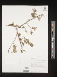 Image result for Mostuea microphylla