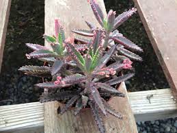 Succulent Plant Kalanchoe Pink Butterflies Lovely Pink Trim On These Fleshy Leaves Resemble An Octopus Tenacle Planting Succulents Plants Succulents