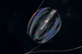 Image result for Ctenium newtonii