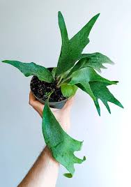 Image result for Platycerium