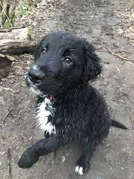 Reddit Meet Dude He Is An 11 Week Old Border Collie Golden Retriever Golden Retriever Mix Puppies Border Collie Mix Puppies Golden Retriever Mix Border Collie