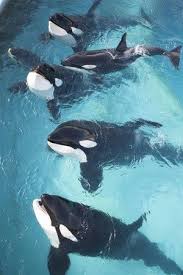 Family In 2020 Animals Marine Animals Animals Beautiful