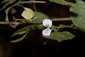 Image result for Hypoestes triflora