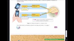 Pt3 science seminar is available visit facebook page: Chapter 1 Stimuli Ans Responses Part 1 Science Form 3 Youtube