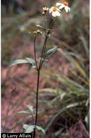 Image result for Bidens pilosa