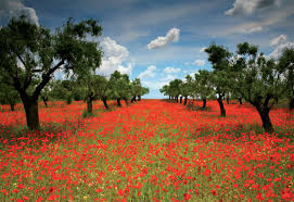 So to start, tinkercad is a simple software where you can make 3d designs and 3d print them if yo. Poppy Field Jigsaw By Educa Edu15992 1000 Pcs Jigsaws Delivered Aussie Puzzle Shop Poppies Jigsaw Puzzles Puzzle Shop