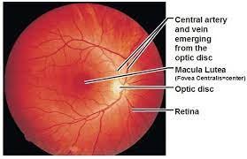 What The Eye Doctor Sees Macular Lutea And Fovea Centralis And Optic Disc Eye Facts Eye Anatomy Eyes
