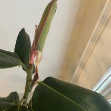 Image result for Ficus variifolia