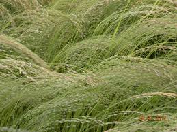 The protein content depends on the management of the stand. Teff Hay For Horses Pros And Cons The Horse