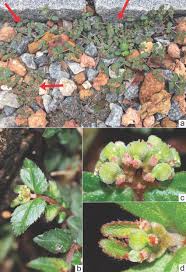 Image result for Euphorbia ophthalmica