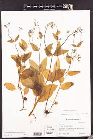 SEINet Portal Network