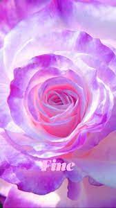 We did not find results for: Suberb Fine In 2021 Purple Flowers Beautiful Rose Flowers Flowers