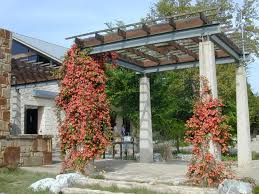 Image result for Bignonia capreolata