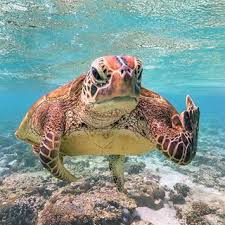 This Turtle Shows You What It Thinks About Plastic Over 100 Million Marine Animals Die Each Year Due To Marine Debris Ac Animals Cute Animals Cute Turtles