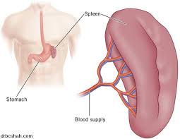 Spleen Jpg 630 487 Pixels Chinese Medicine Lymphatic System Medicine