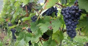 Moselwein Blaue Trauben Fur Den Roten Wein Trauben Wein Weintrauben