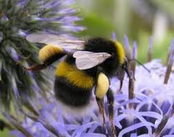 These birds then peck out the insides of the bee. White Tailed Bumblebee Bumblebee Conservation Trust