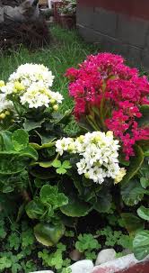Kalanchoe Blossfeldiana Kalanchoe Blossfeldiana Succulents Garden