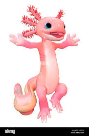 3D rendering of a cute pink toon axolotl isolated on white background Stock  Photo - Alamy